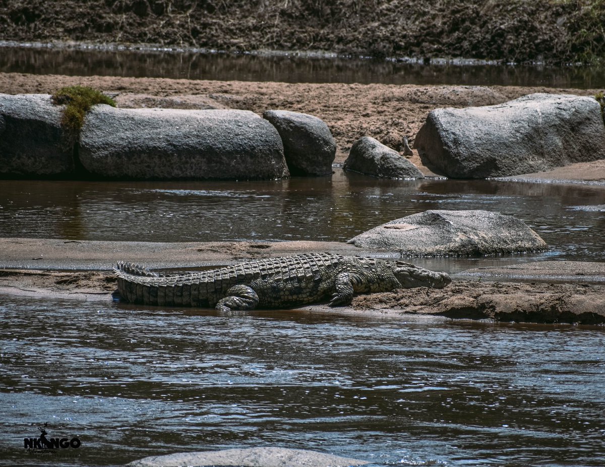NkingoAdventure's tweet photo. A large crocodile rests on the blanks of the Mara River.

Over the coming few months the wildebeest will arrive in the #Maratriangle and individuals such as this one will relish the opportunity for abundance of food.

Book with us today 
https://t.co/9eZWWi4grG https://t.co/wKn66rE9xW