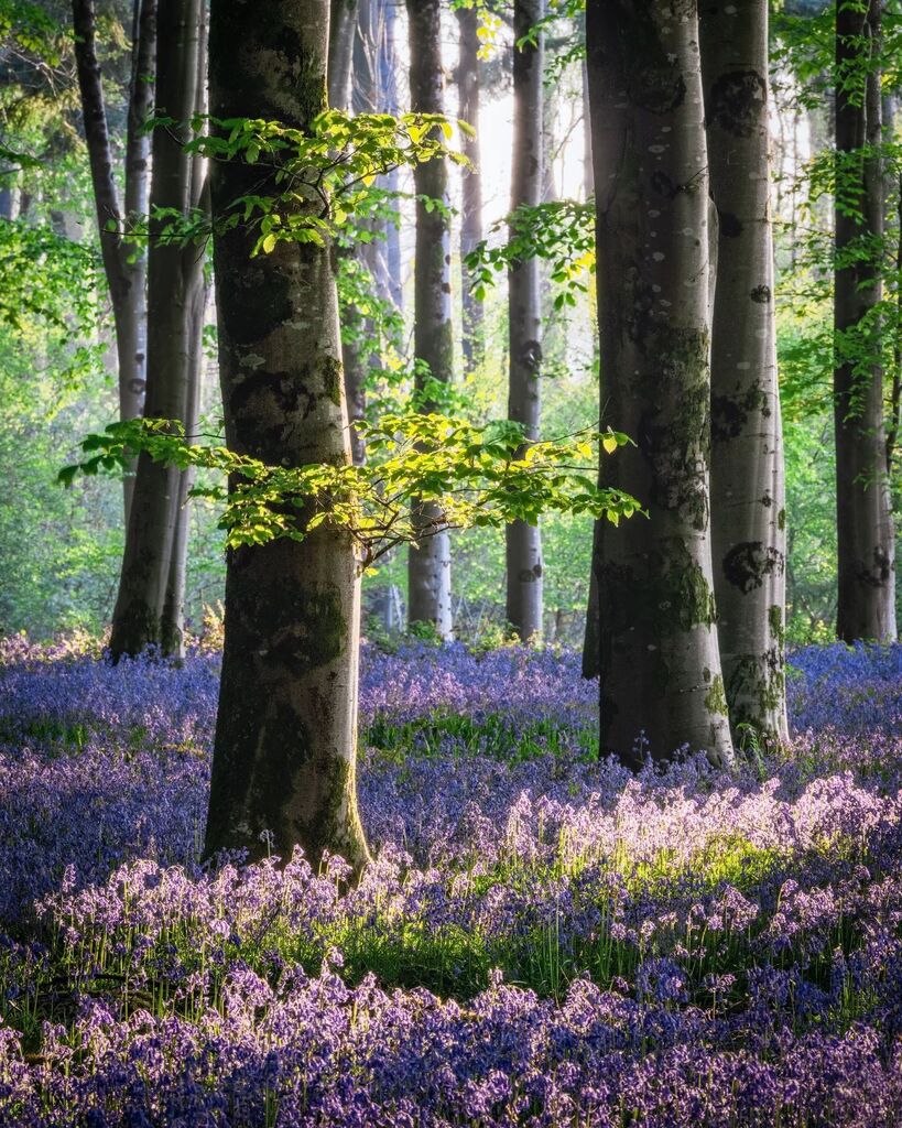 Hope everyone had a good break.. I don't know about you but I am already wistfully thinking about spring... 😂
.
I invested in a printer finally and have spent the Christmas break tinkering, I will be launching a prints shop soon 👍 this one has gone u… instagr.am/p/CnJT7dEj1Uf/