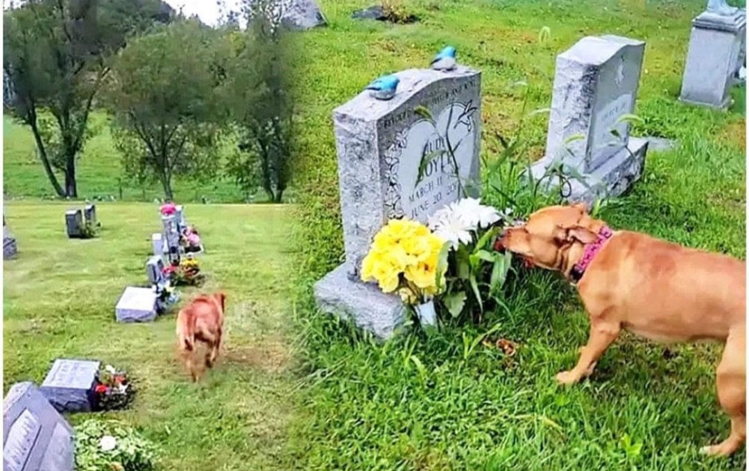 AshrafGhani66's tweet photo. Emotional Puppy Knows Exactly Which ɡrаⱱe Is For His раѕѕed аwау Grandma: Dogs are incredibly devoted to us! https://t.co/hOr7rjWkrh
