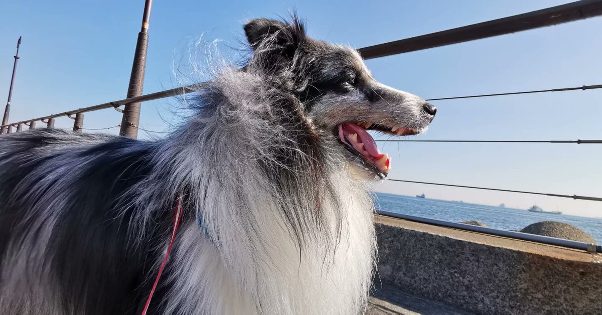 jumpingasa's tweet photo. 今日は天気もよく暖かい日でした。
#シェルティ
#シェットランドシープドッグ
#大黒埠頭海釣り公園 https://t.co/VCulgix6NZ