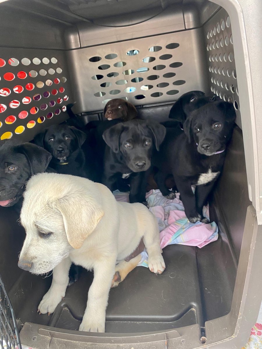 BrooklineLabs's tweet photo. #RESCUERIDE - These 7 pups just arrived on their overnight journey from MS. The pups are thought to be about 13 weeks old. They are likely going to remain on the petite side.

Keep an eye on our website (https://t.co/3VfA2vySJ9) to learn more about them.

#fosteringsaveslives https://t.co/U9UnTWP92t