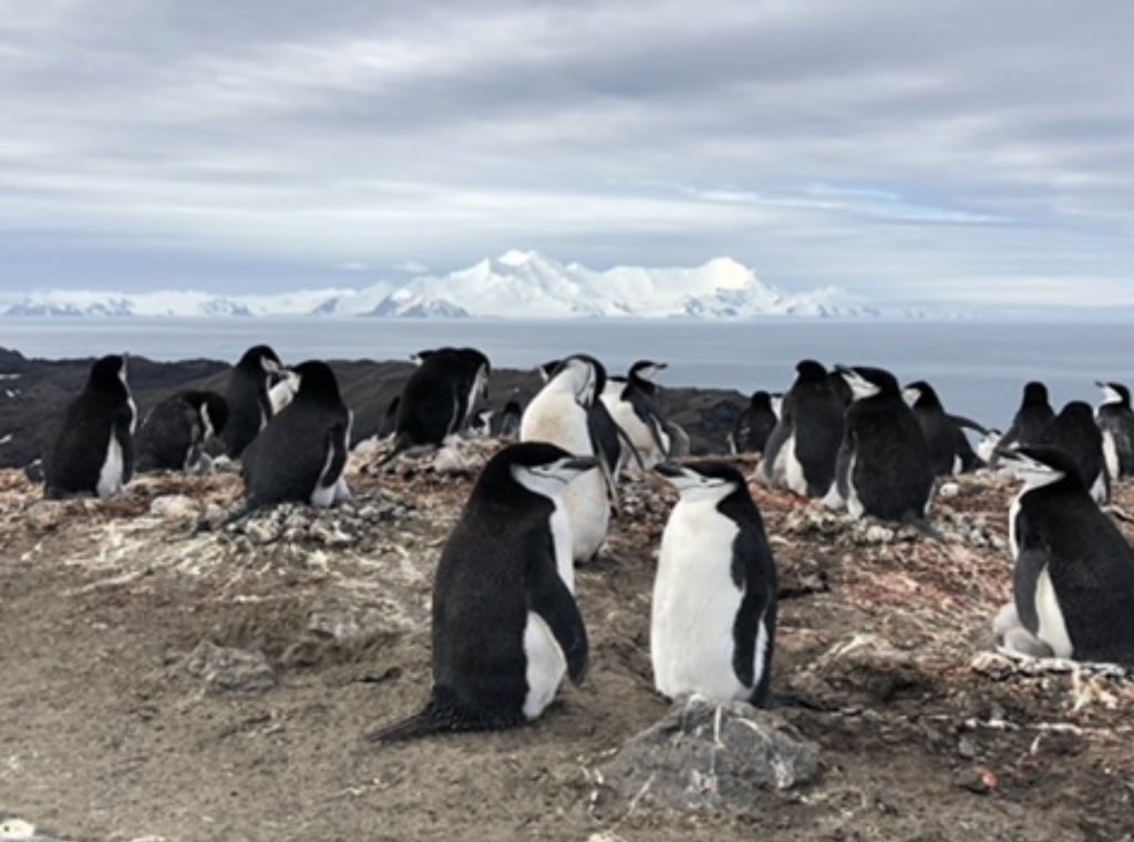 Seal_Botherer's tweet photo. How DO penguins vary feeding behaviour relative to the amount of #AntarcticKrill ?
1. quantify #krillflux using an @offshoresensing ROV courtesy of @akerbiomarine.
2. @NorskPolar team using cameras and tags on #ChinstrapPenguins at the Sth Orkney Islands
More in a month! https://t.co/vXieDzINNC