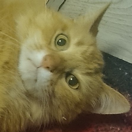 cheeseballcatto's tweet photo. When the catnip hits https://t.co/2EFe1meDMS