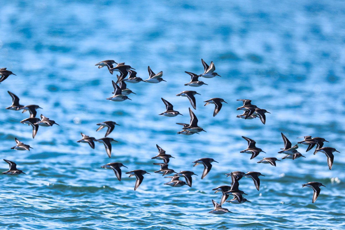 onsen0427's tweet image. ハマシギは動きがｶﾜ(・∀・)ｲｲ!!

1/8　＃ハマシギ