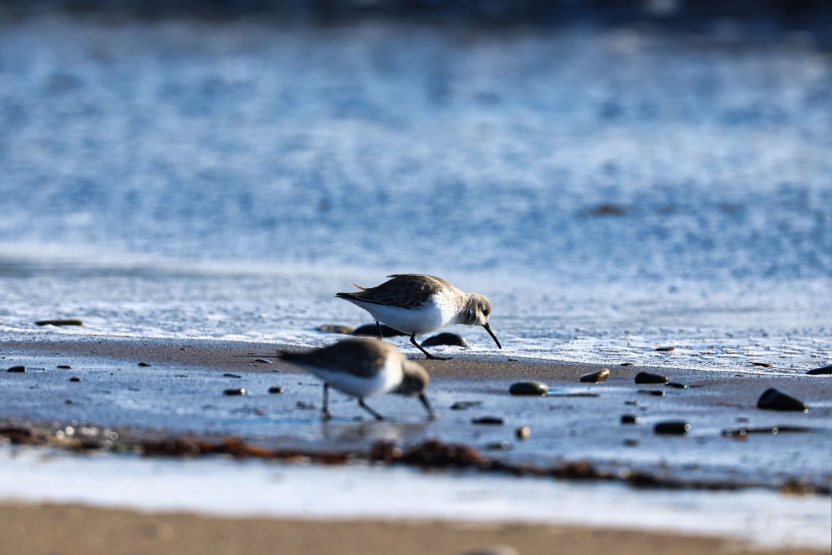 onsen0427's tweet image. ハマシギは動きがｶﾜ(・∀・)ｲｲ!!

1/8　＃ハマシギ