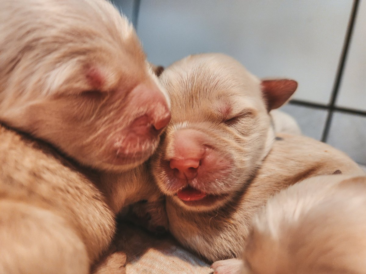 Perfeição de Deus! 🐶🥰💛 Filhotes disponíveis p/ reserva (Macho e Fêmea) entre em contato através do nosso WhatsApp (11)9.4776.7580 ou clicando em nossa bio do instagram. #goldenretriever #goldenretrievers #goldenretrieverpuppy #goldenretrieversofinstagram #saopaulo