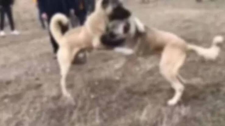 ArzuErdogral's tweet photo. Çok güzel bir haber aldım🤩

Ankara'da #köpekdövüşü yapıldığı ihbarı üzerine Jandarma timleri düzenlenen baskında 31 şüpheliyi gözaltına aldı(Yanlarında 5 köpek vardı)Kahraman jandarmalarımızdan biri de gururumuz yeğenim.

Türkiye’nin her yerinden aynı müjde🙏@jandarma’mam #pazar https://t.co/JzOqTX1udC