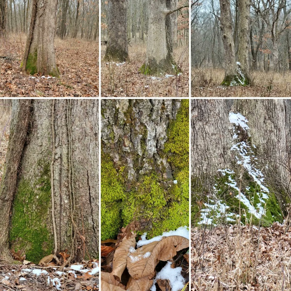 GaylaBetts's tweet photo. Time in a grey forest ruled by woodpeckers, lone trees, and new growth.

#SpringIsComing
#MagicIsEverywhere https://t.co/FS0A2om1XK