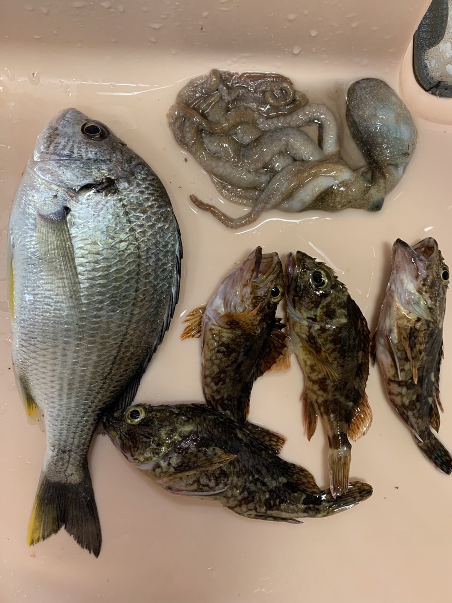 8kism's tweet photo. 1月7日、夜の天草方面の夜の釣果。
とりあえずどこでもカサゴは釣れる。
卵持ちや小さいのが多いので半分以上はリリース。
メバルは水温なのか場所なのか、上天草では釣れるが天草市では釣れなかった。
アジもダメでした。
#熊本 #天草 #釣り #メバリング https://t.co/Giuw4hwvEu