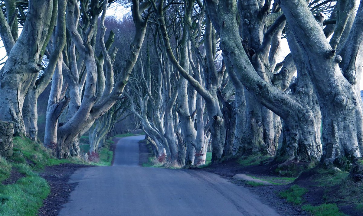 annlizkelly's tweet image. 4 years ago at The Dark Hedges  #GameOfThrones #DarkHedges #NorthernIreland #VisitCauseway #CausewayCoast #BeechTrees #Photography