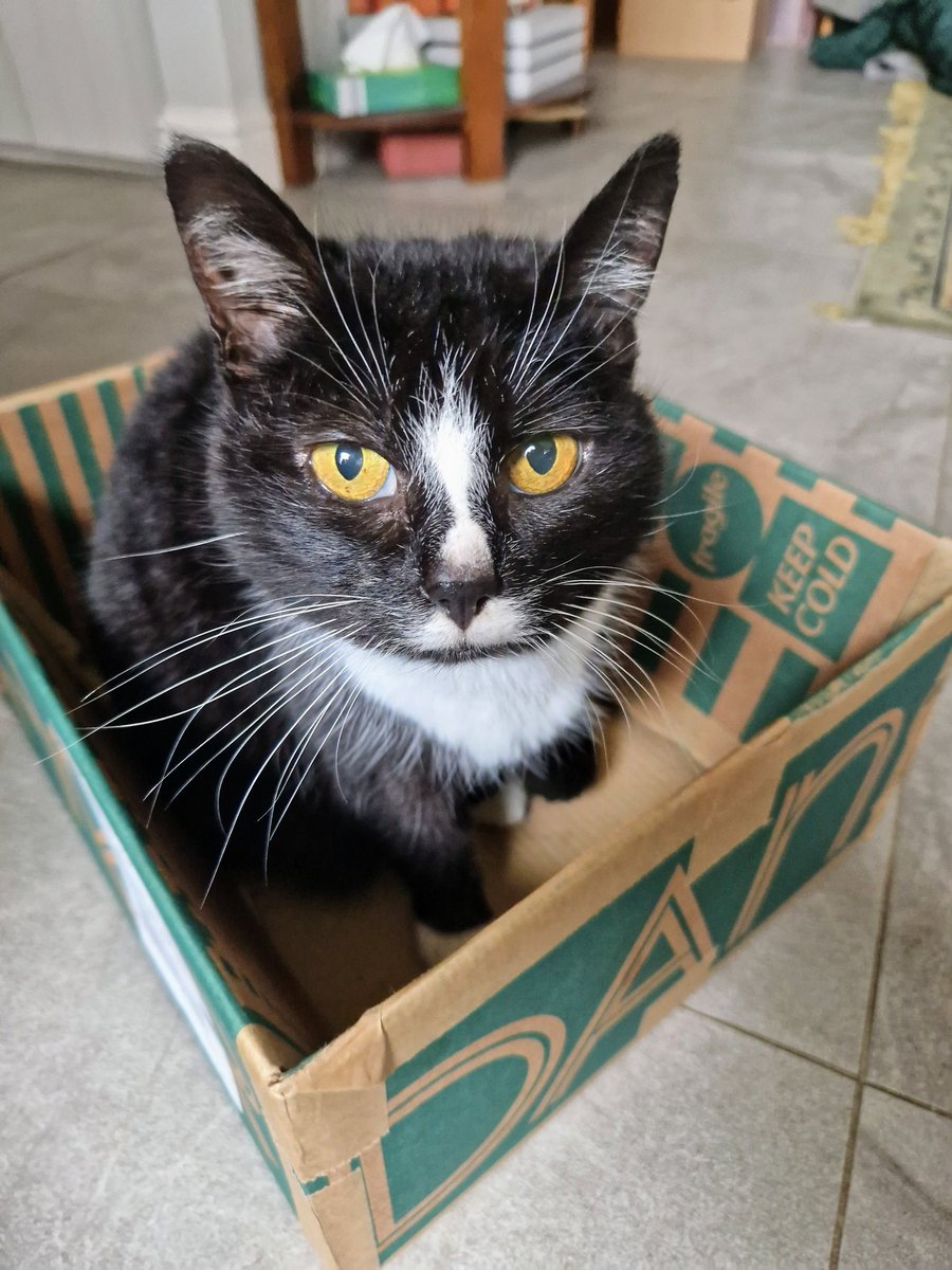 Bibliocook's tweet photo. When all the cheese is gone...
...Callo still believes that @SheridansCheese boxes can be put to very good use 🐈⬛️
#mycatlikestohideinboxes
#CatsOfTwitter https://t.co/RAml3tCOV1