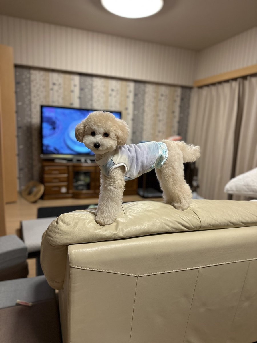tp_mugi1225's tweet photo. #トイプードル
危ないよ〜😟 https://t.co/AzqGcsIi8Q