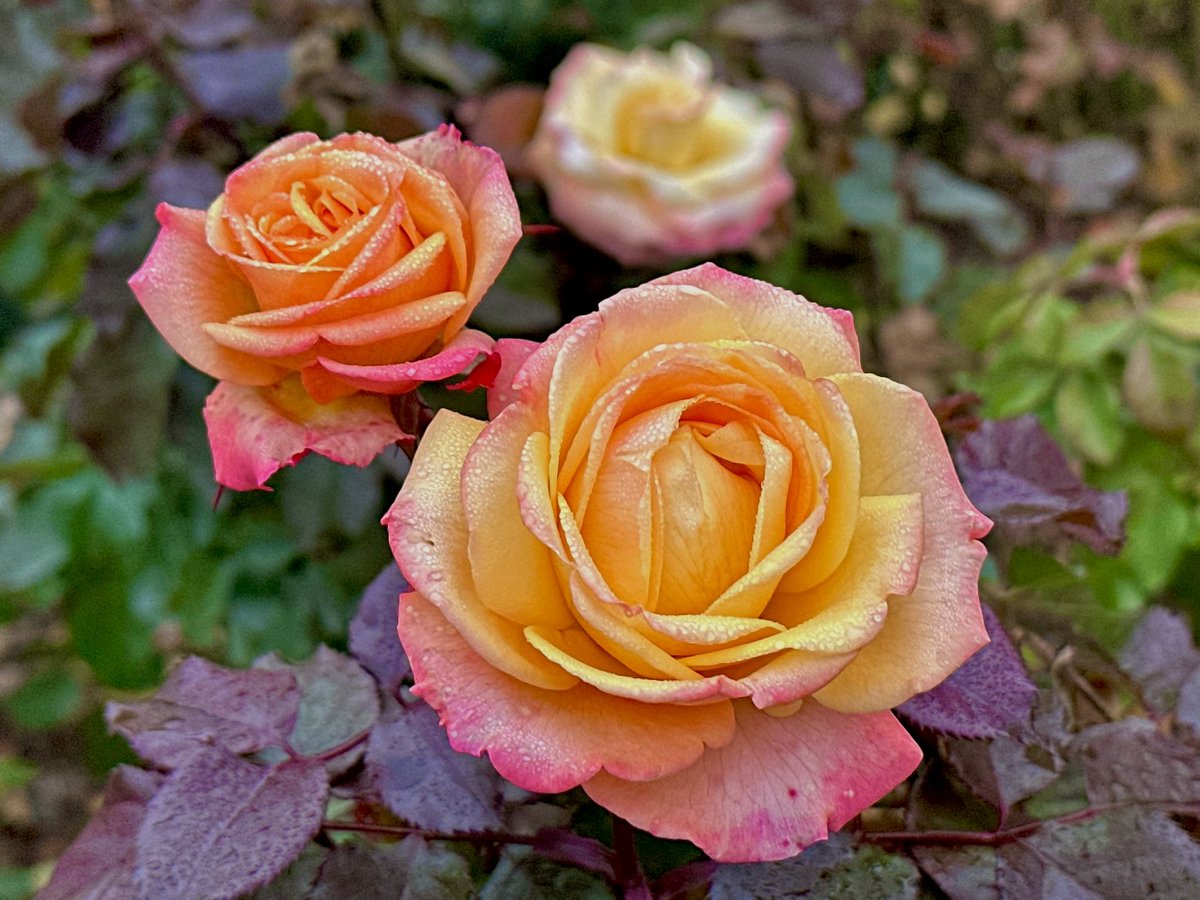 PFTO LABS- MINTING NOW tweet media