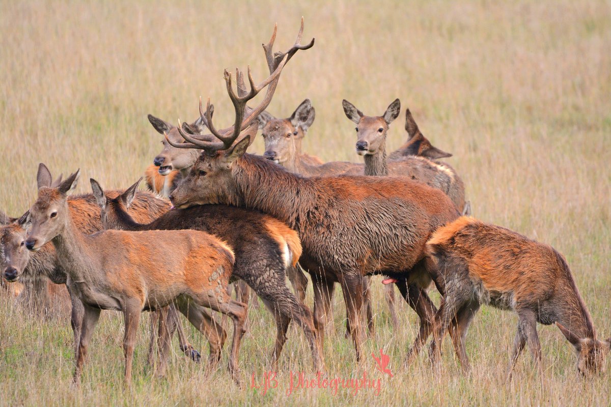louisa_bubba's tweet photo. @BritishDeerSoc @CountryfileMag @suffolkwildlife @Benfogle 

Red deer stag and his girls 🦌

#RedDeer #reddeerstag #hindreddeer #suffolk #suffolkwildlife
#suffolkphotography
#deerphotography https://t.co/L7MtJ0Yf0M