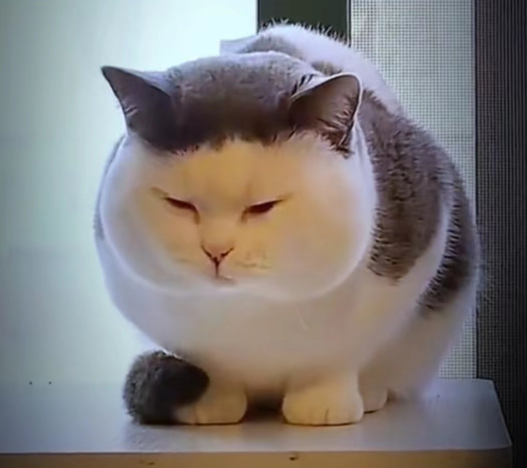 大脸猫