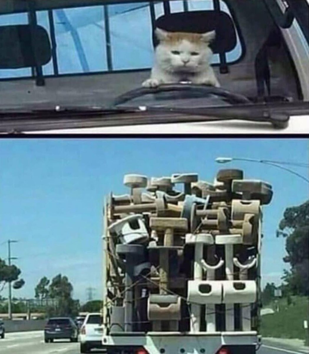 cats with jobs 🛠 (@catworkers) on Twitter photo 