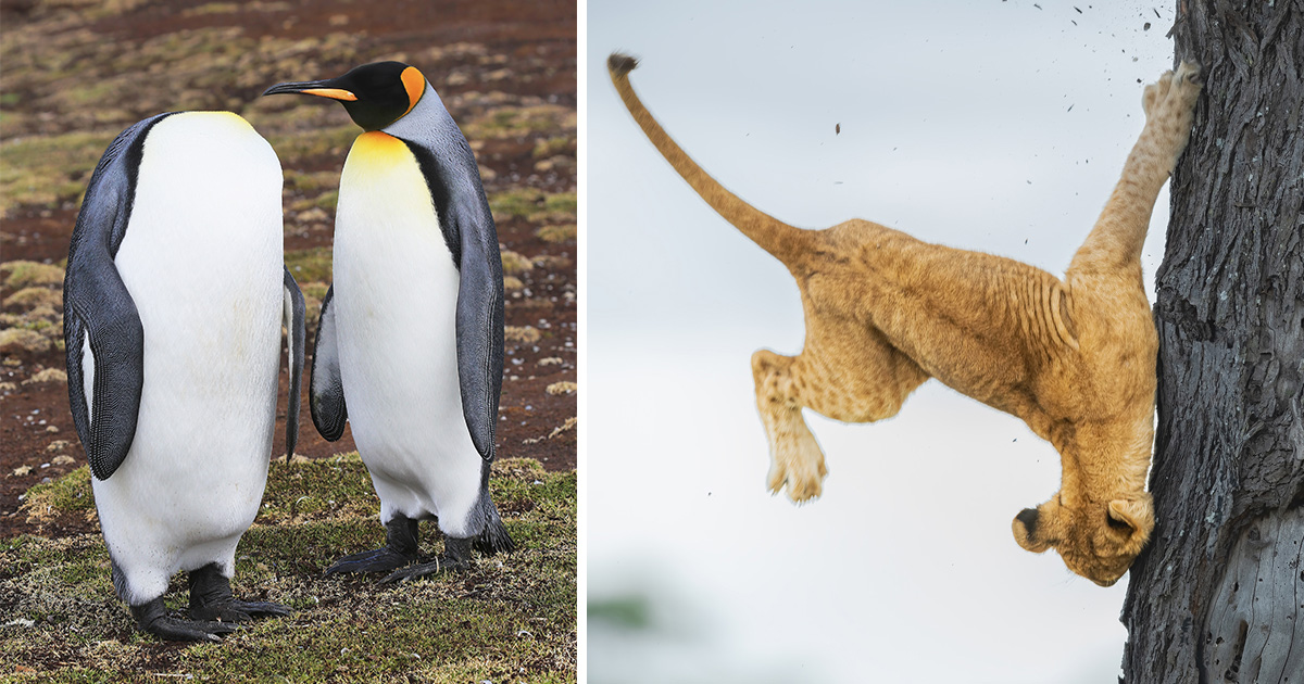 SolucionAlex's tweet photo. Hapless Hangups and Silly Spoofs Abound in the 2022 Comedy Wildlife Photography Awards https://t.co/nfT88QdOkZ https://t.co/ieOd246BSO
