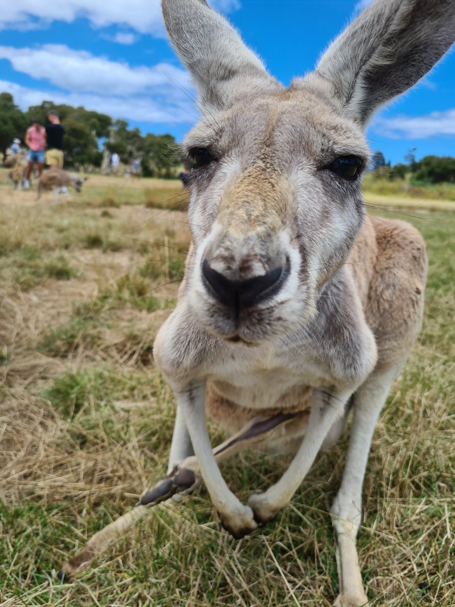 ProfAdamFLee's tweet photo. I made new furry friends @phillipisland @PhillipIslandNP on a fabulous summer @Airbnb vacation with #chemistry #BFFs @brainybiomat & @KWilson1971 #sunshine #bbq #beach #nobbies ๐๐ค ๐จ https://t.co/iAEO8PFX4V