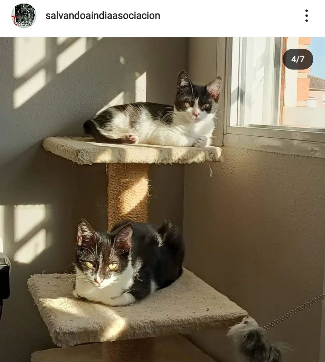 ‼️ ADOPCIÓN ‼️
Estas son ChikiPiper y MiniMegan, dos gatitas que no son hermanas, pero comparten un PASADO (recogidas de la calle) y un PRESENTE (se conocieron en su casa de acogida y se han hecho gemelas). 
Buscamos adopción conjunta
📍 Murcia 
✉️salvandoaindia@gmail.com