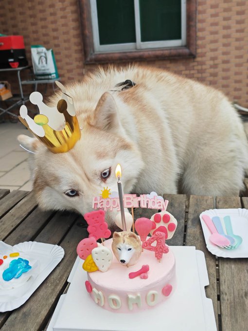 Momo's special doggie birthday cake (chicken breast, carrot, egg, goat's milk, cheese) that I bought