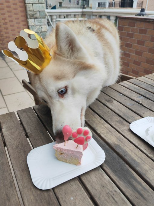 Momo's special doggie birthday cake (chicken breast, carrot, egg, goat's milk, cheese) that I bought