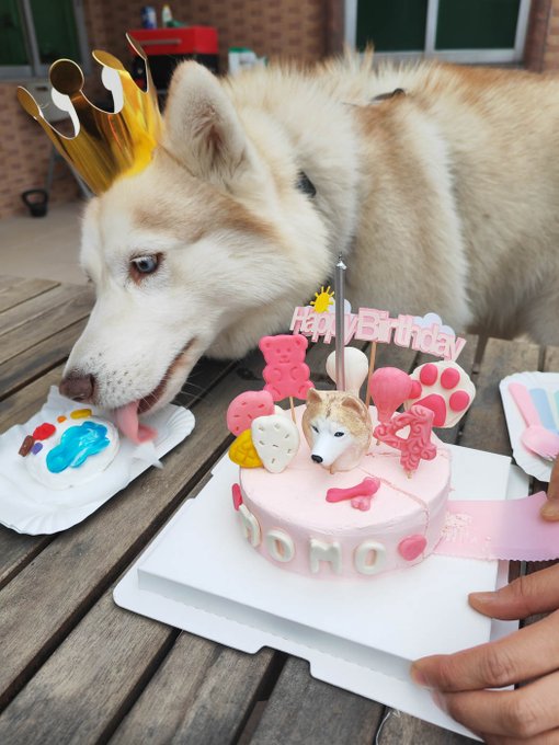 Momo's special doggie birthday cake (chicken breast, carrot, egg, goat's milk, cheese) that I bought