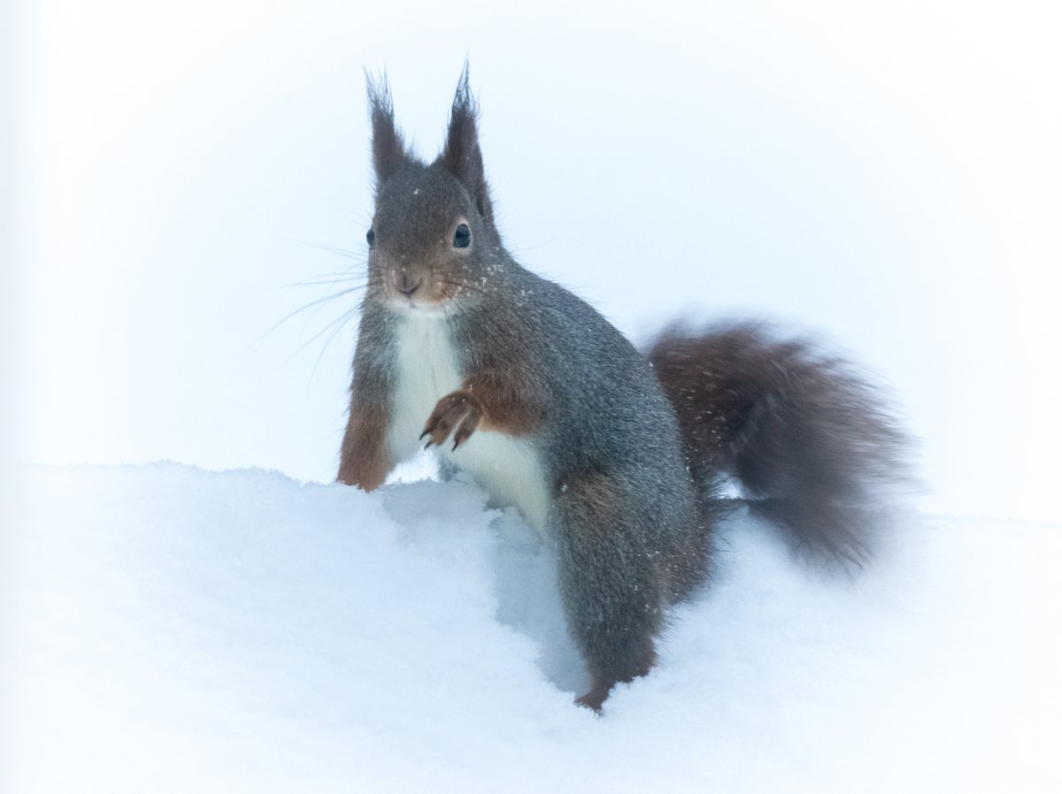TheSwedishSaga's tweet photo. The climb
Today is all about the climb.
Looking forward to the last stage of #TourDeSki #AlpeCermis
Kurre II has already made the first climb of the day. It was a success, so lets hope it was a sign.
Good luck to all the athletes!
#sqirrel #InMyGarden #MittiNaturen https://t.co/2KmfJSuLvU