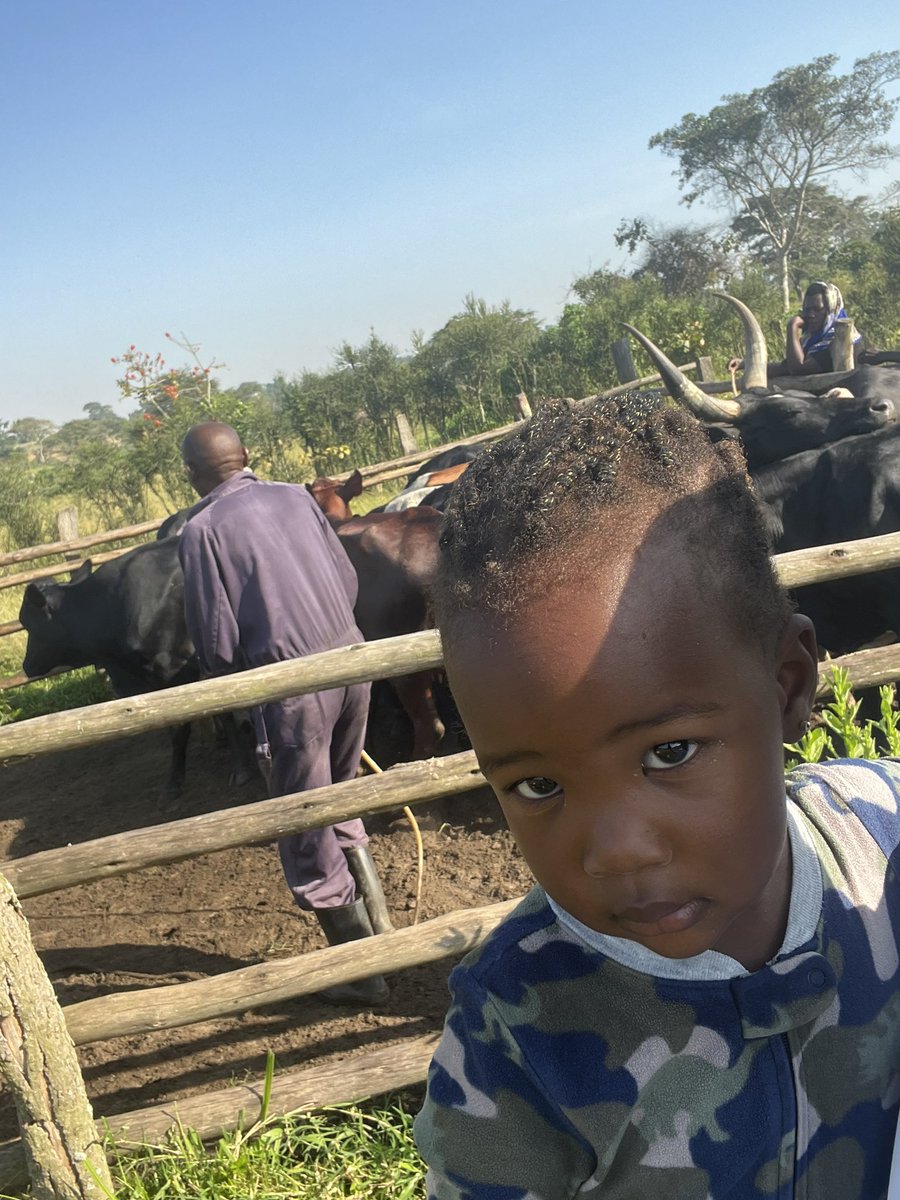 Took off some time to attend to my farming venture in Kasanda District and my comrade Emanzi Esther Amara is keenly interested in her cows.