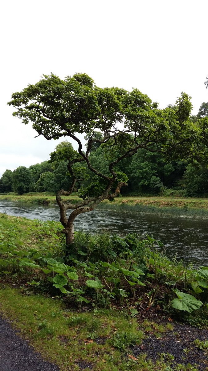 bulfincycle's tweet photo. Bulfincycle spotted this lonesome tree while cycling along the river Suir near Cahir 
#exploringIreland https://t.co/cpoBLkXSnA