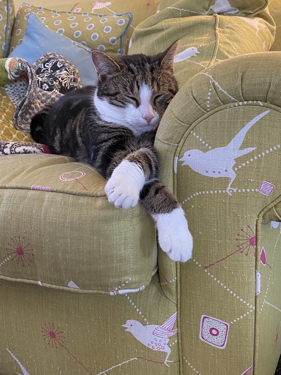 Fern Britton 💙No tick but the real deal tweet media