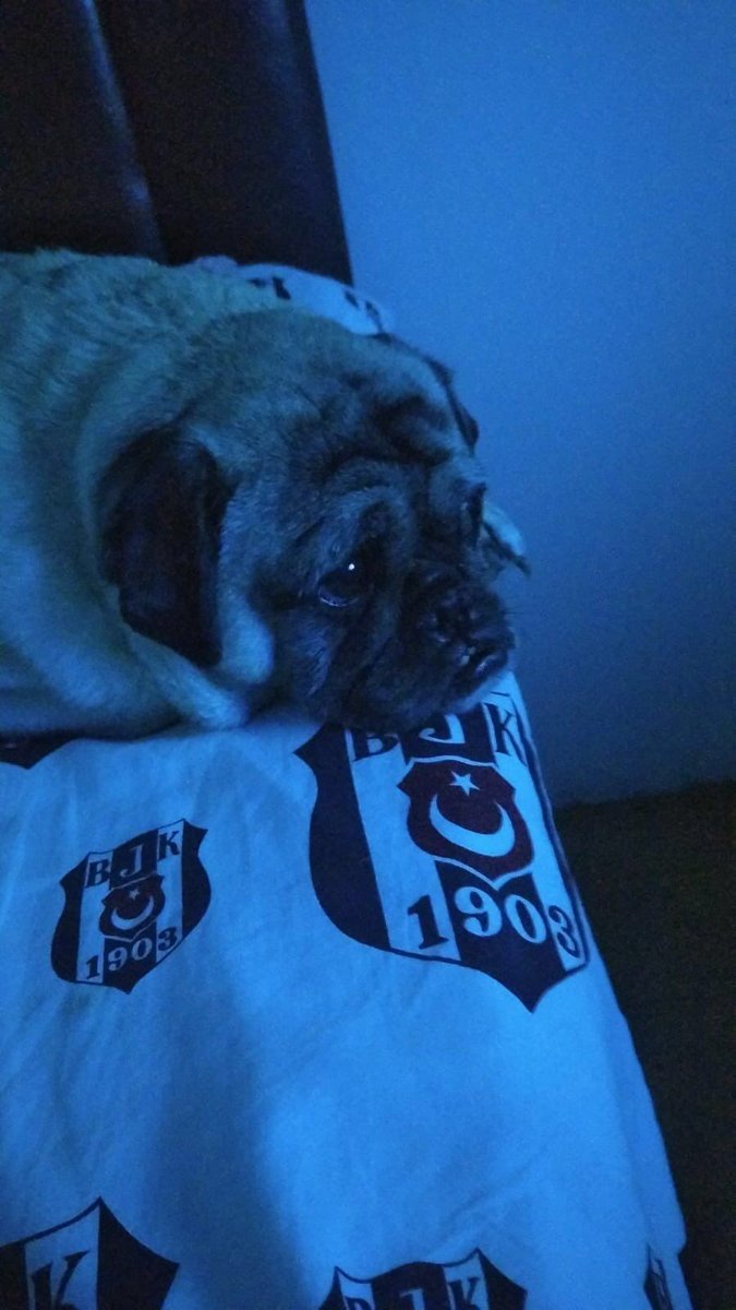 amk hayatı yüz güldür be