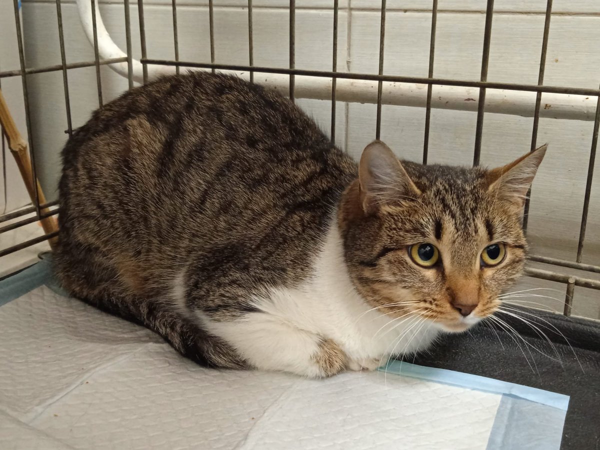 Питер! Врываемся в новый год с добром для кошочки Полины! Полине годик, была найдена на улице со старым переломом лапки. Возможно, выпала из окна или кто-то пнул. Полине очень нужен дом, сейчас у неё только маленькая клеточка в клинике.