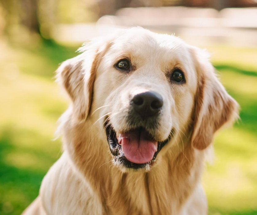 Encuestando's tweet image. 📊 ¿Que animal doméstico prefieres?

🔃 PERROS
♥️ GATOS