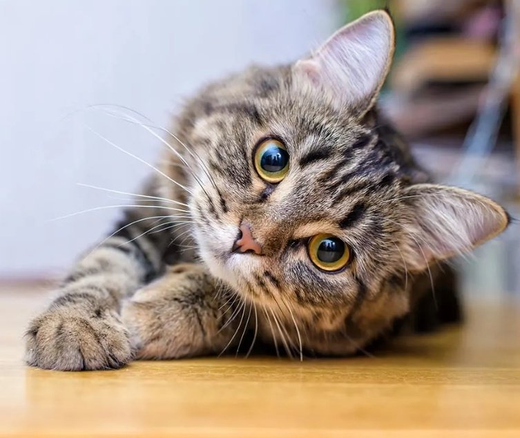 Encuestando's tweet image. 📊 ¿Que animal doméstico prefieres?

🔃 PERROS
♥️ GATOS