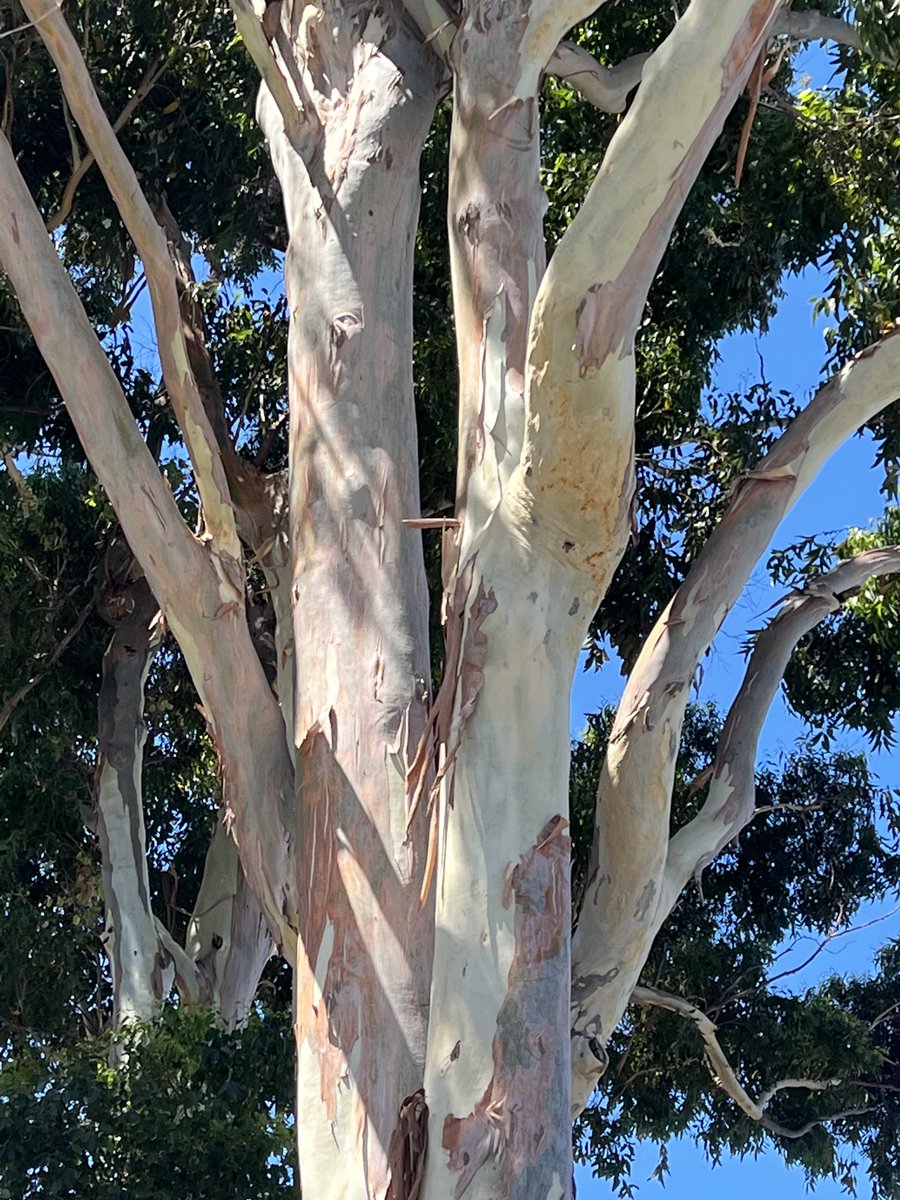 JudeStevens's tweet image. Traffic light red so I hung out the car window to get this beaut. Just look at that gorgeous bark! #treefriends #trees #beautifulbark
