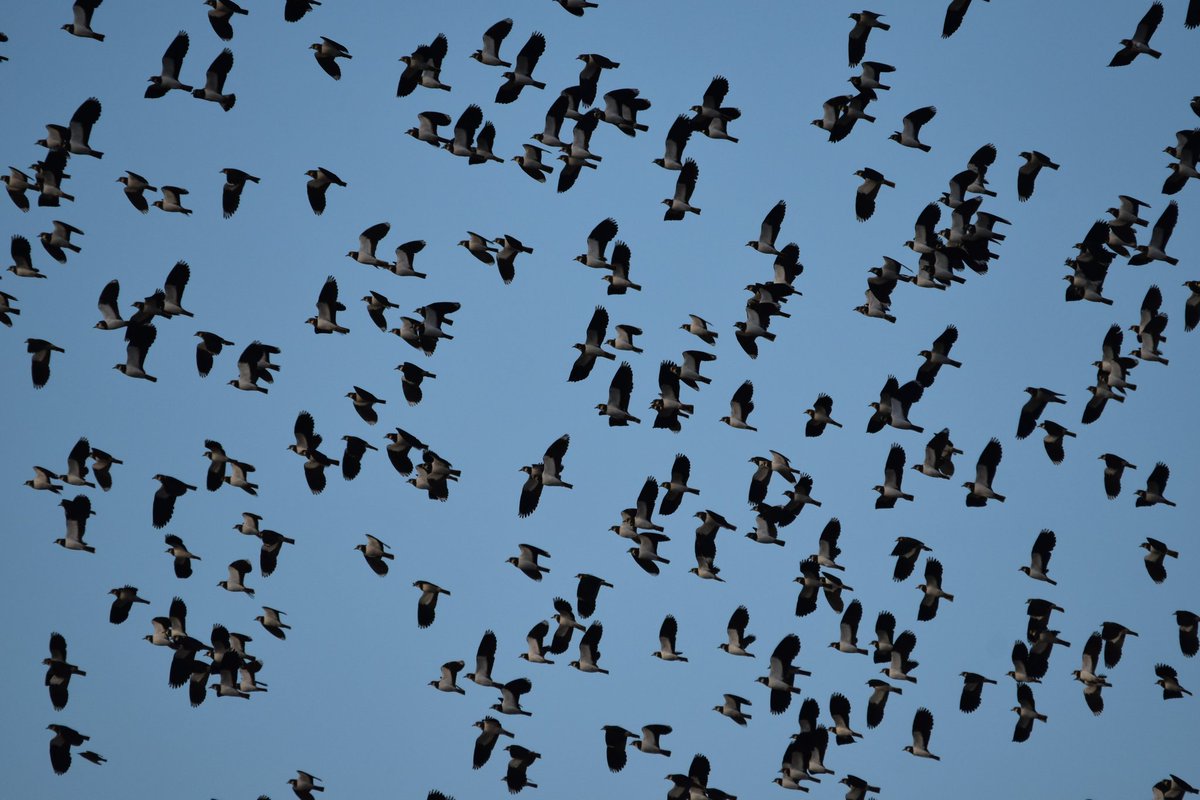 #wwtllanelli 🏴󠁧󠁢󠁷󠁬󠁳󠁿

<a href="/WWTLlanelli/">WWT Llanelli Wetland Centre</a> @wildlife_uk <a href="/BBCCountryfile/">BBC Countryfile</a> <a href="/CountryfileMag/">Countryfile Magazine</a> <a href="/S4Ctywydd/">S4C Tywydd</a> <a href="/tanwencray/">Tanwen Mair Cray</a> <a href="/allyhumphreys/">Alex Humphreys</a> <a href="/meganeleri/">Megan Williams</a> <a href="/bffg78/">Branwen Gwyn</a> <a href="/SteffGriff/">Steffan Griffiths</a> #countryfilemagpotd