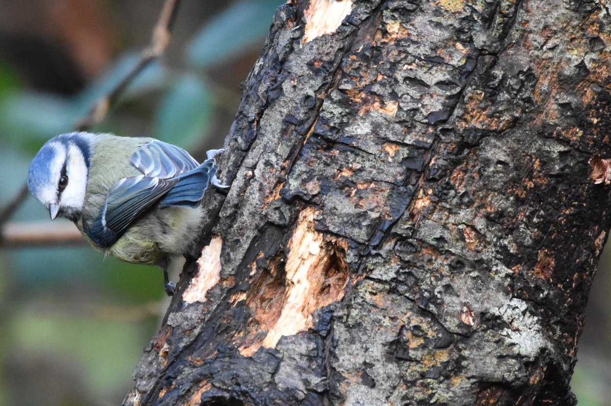 Duane Evans 📷 🏴󠁧󠁢󠁷󠁬󠁳󠁿 tweet media