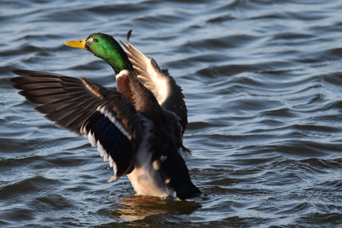 Duane Evans 📷 🏴󠁧󠁢󠁷󠁬󠁳󠁿 tweet media