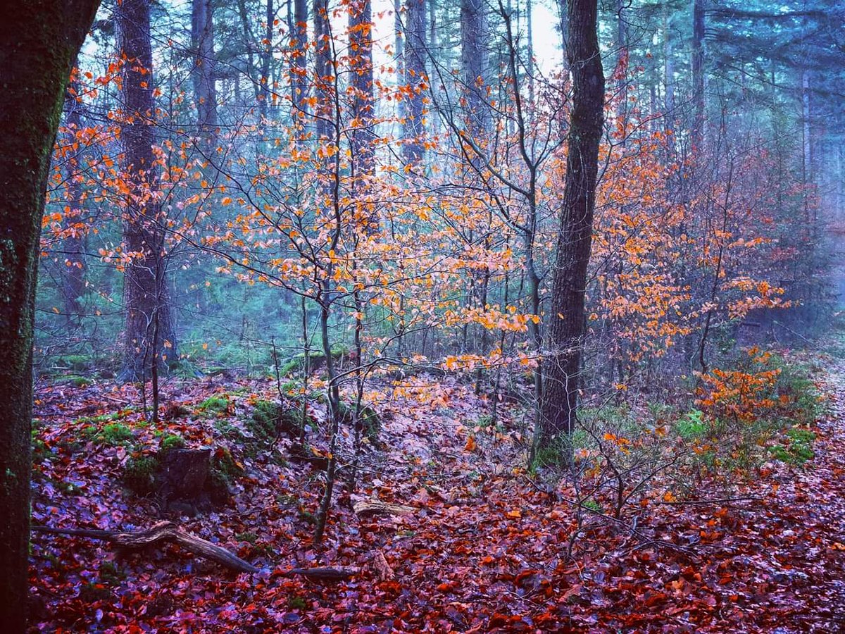 GroenePeter's tweet photo. Gewoon wat jonge beukjes #veluwe #ruigeveld #ermelo https://t.co/E7zUBCcwOR