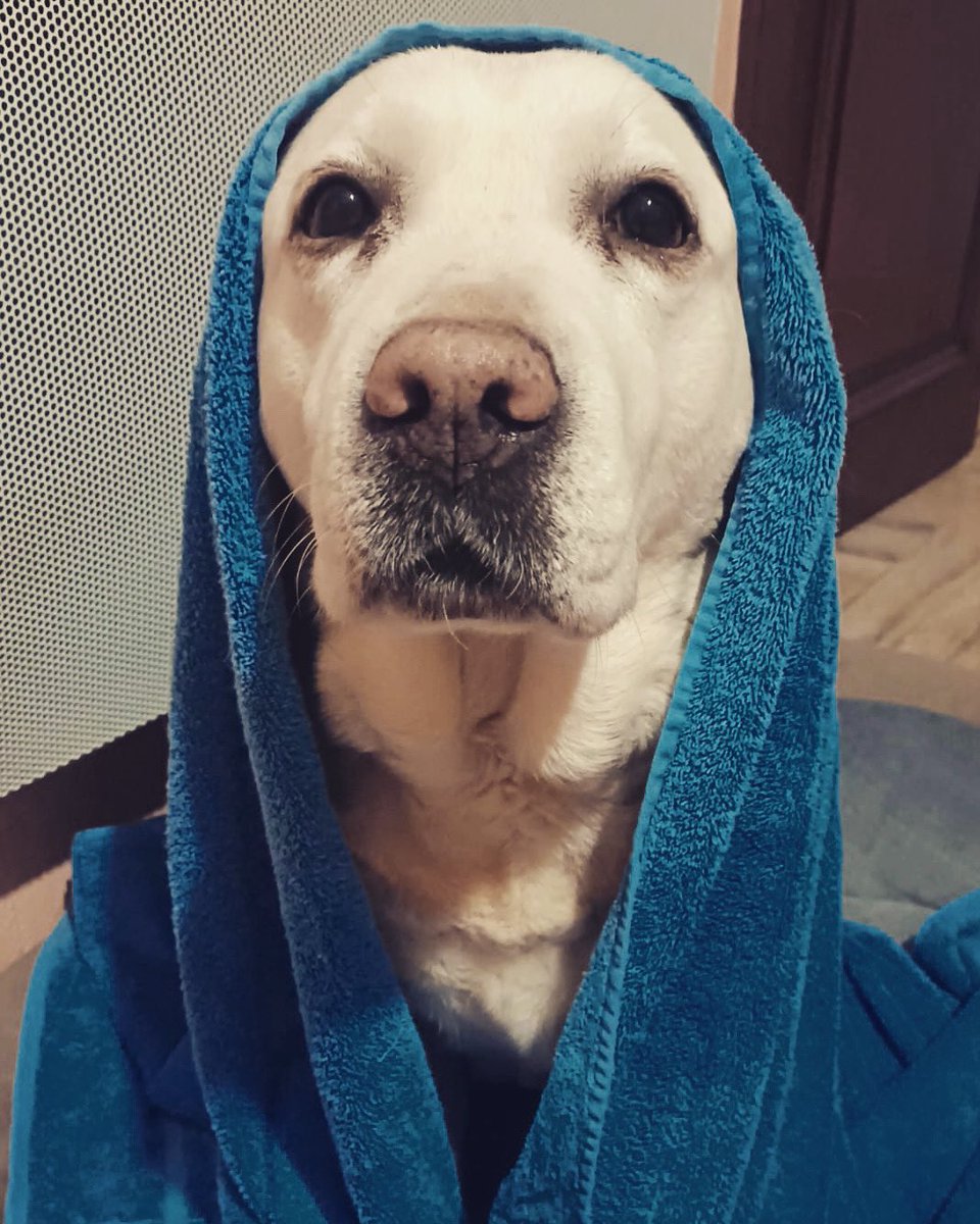 Je vous présente celui qui m’aime de façon inconditionnelle qui me tient compagnie qui me réconforte et que j’ai oublié sous la flotte .. il ne m’en veut pas. J’ai pas les mots #labrador #amour