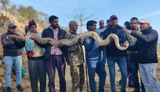 DainikBhaskar's tweet image. हिमाचल में 3 अजगर पकड़े गए: एक साथ सड़क पर रेंग रहे थे, एक की लंबाई 13 फीट
dainik-b.in/Jm9IiS9tpwb
#Himachal #Pythons