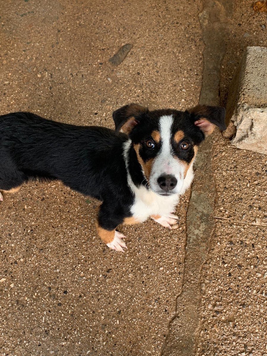 SosArgo's tweet photo. Giulia 4mesi; vaccinata e munita di chip. Piccola e indifesa si trova sola senza fratellini e mamma in un rifugio privato;non gioca con nessuno perché è la più piccina del rifugio e in esso ci sono solo cani adulti e nonnini!Fut. https://t.co/yc4TKF0BE5 piccola .
Tel 3289633366 https://t.co/La0300F0CP
