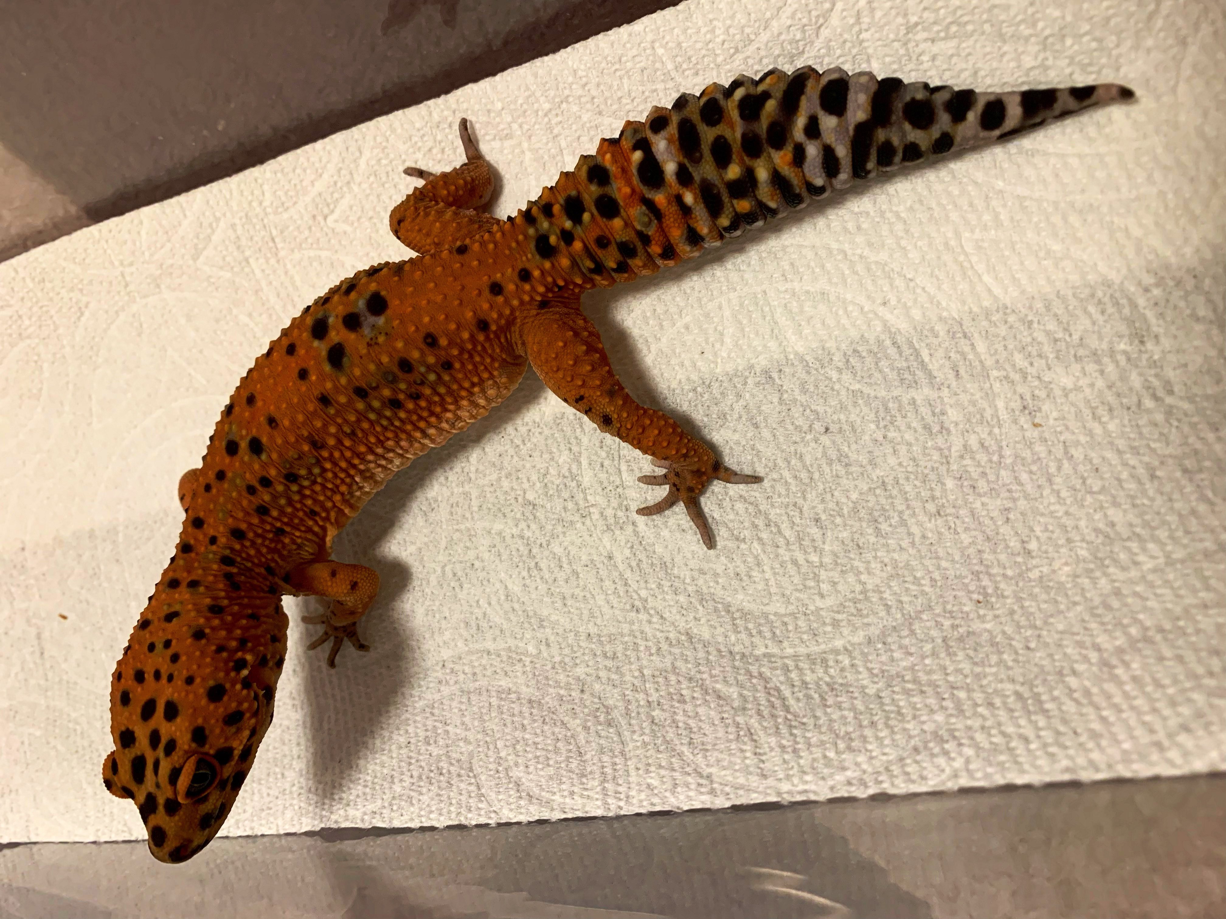 ベンジャミン('﹏*๑) Benjamin (gachio55) / Twitter