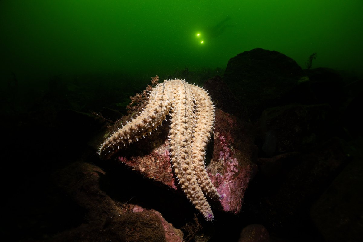 A few pictures from a very enjoyable dive in Loch Fyne with @UnderwaterRoss for my first of 2023.

#underwater #underwaterphotography #canong7xIII #lochfyne #scotland #BBCWildlifePOTD