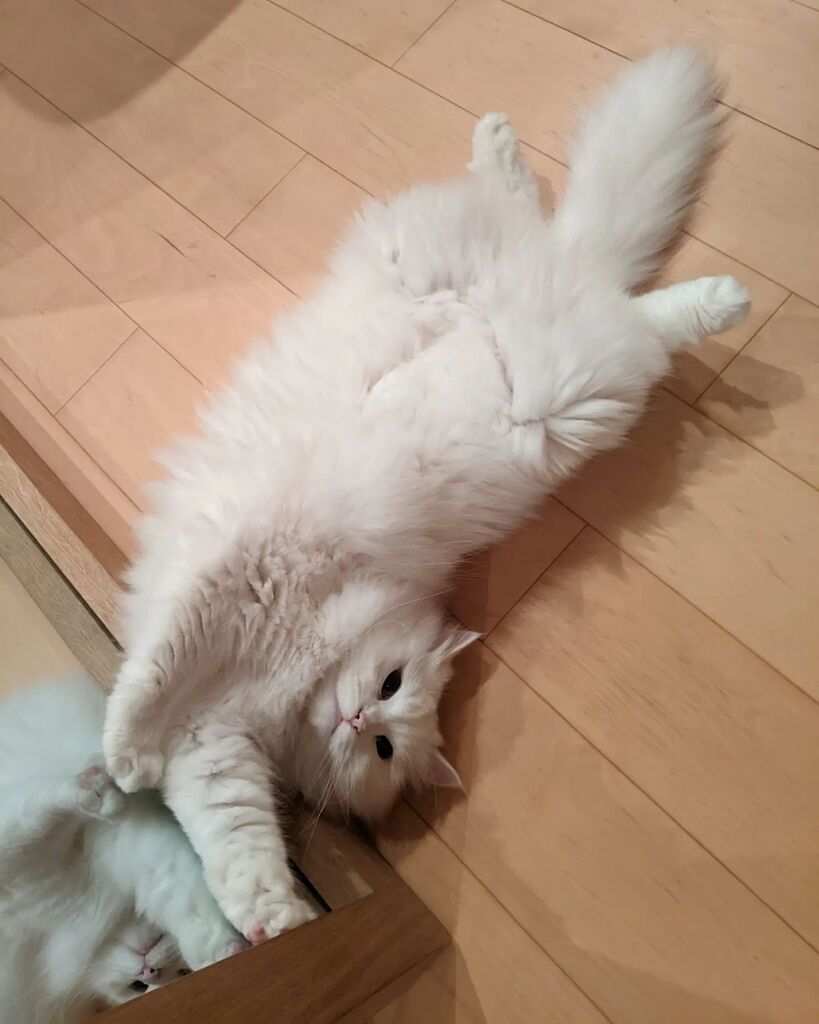 rosa2020071's tweet photo. #cat #CatsOfTwitter #ねこ from https://t.co/Mx4OaipNtB https://t.co/AMhOEOpCyH