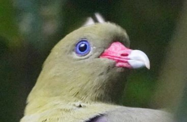 revcan's tweet photo. @WriterHannahBT @barrett38337513 Yesterdays first bird was the african green pigeon https://t.co/cAzWfeSy93