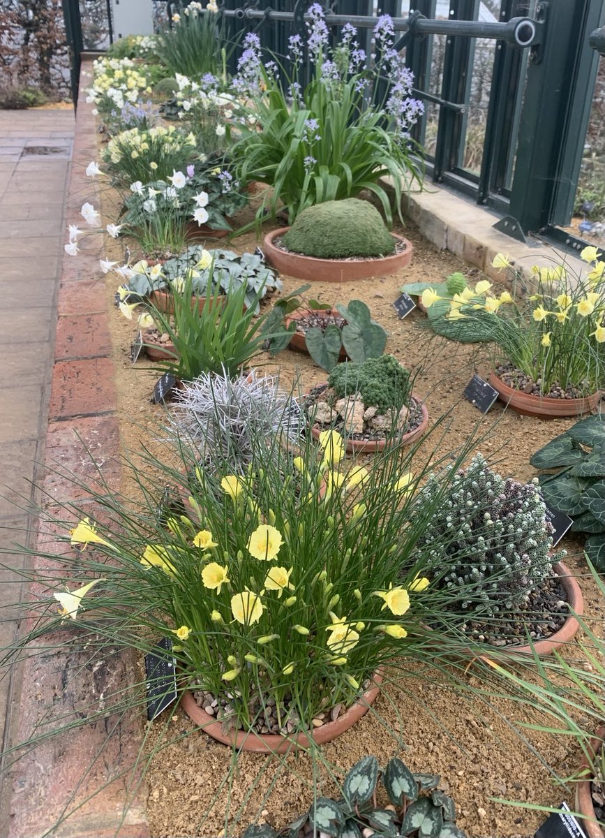 The3growbags (@3growbags) on Twitter photo What a heartwarming display of early narcissi in the alpine house at RHS Wisley to brighten up this otherwise dreary January morning <a href="/GdnMediaGuild/">Garden Media Guild</a> <a href="/RHSWisley/">RHS Garden Wisley</a> #narcissi #spring flowers #alpines What a heartwarming display of early narcissi in the alpine house at RHS Wisley to brighten up this otherwise dreary January morning <a href="/GdnMediaGuild/">Garden Media Guild</a> <a href="/RHSWisley/">RHS Garden Wisley</a> #narcissi #spring flowers #alpines