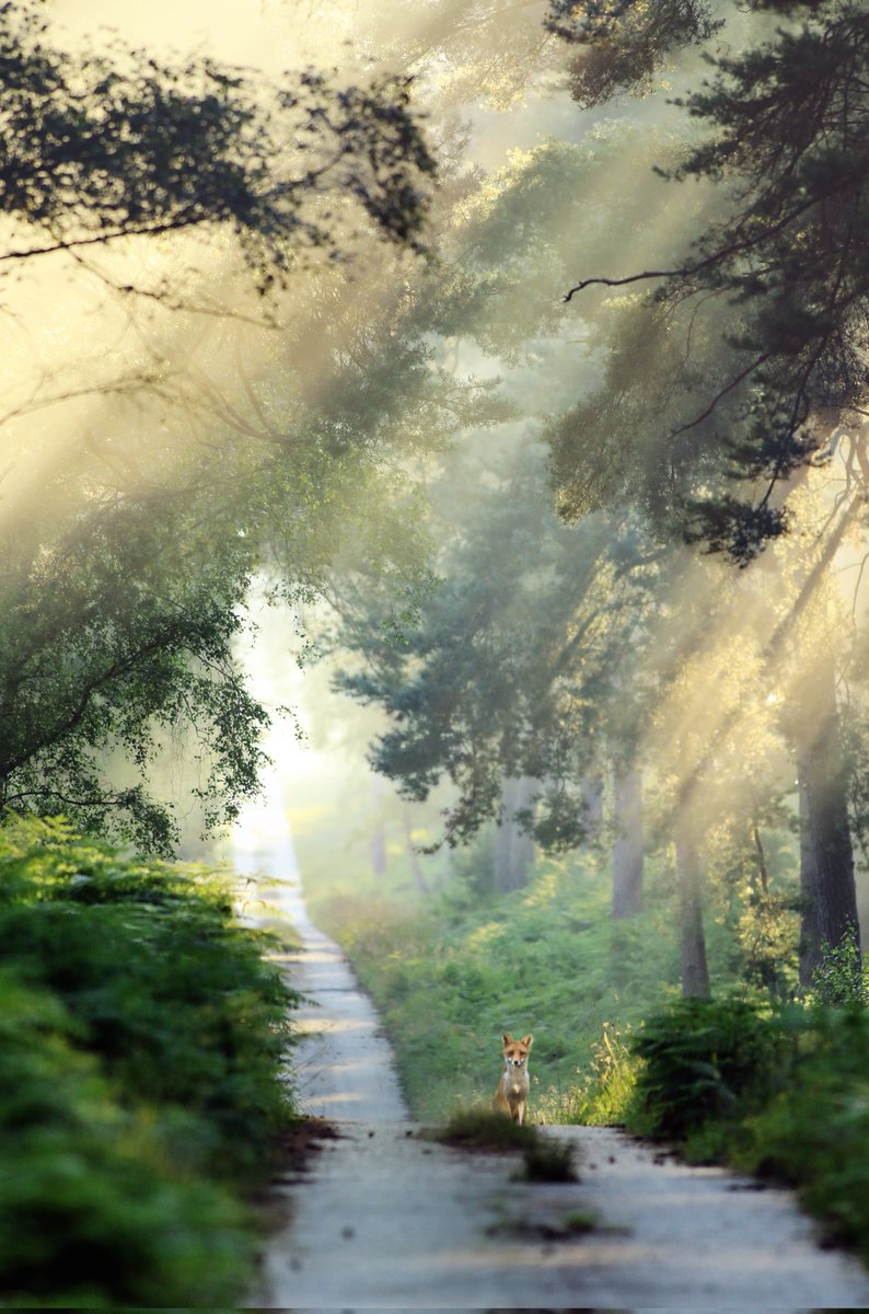 Ginie 🌿🌸 tweet media