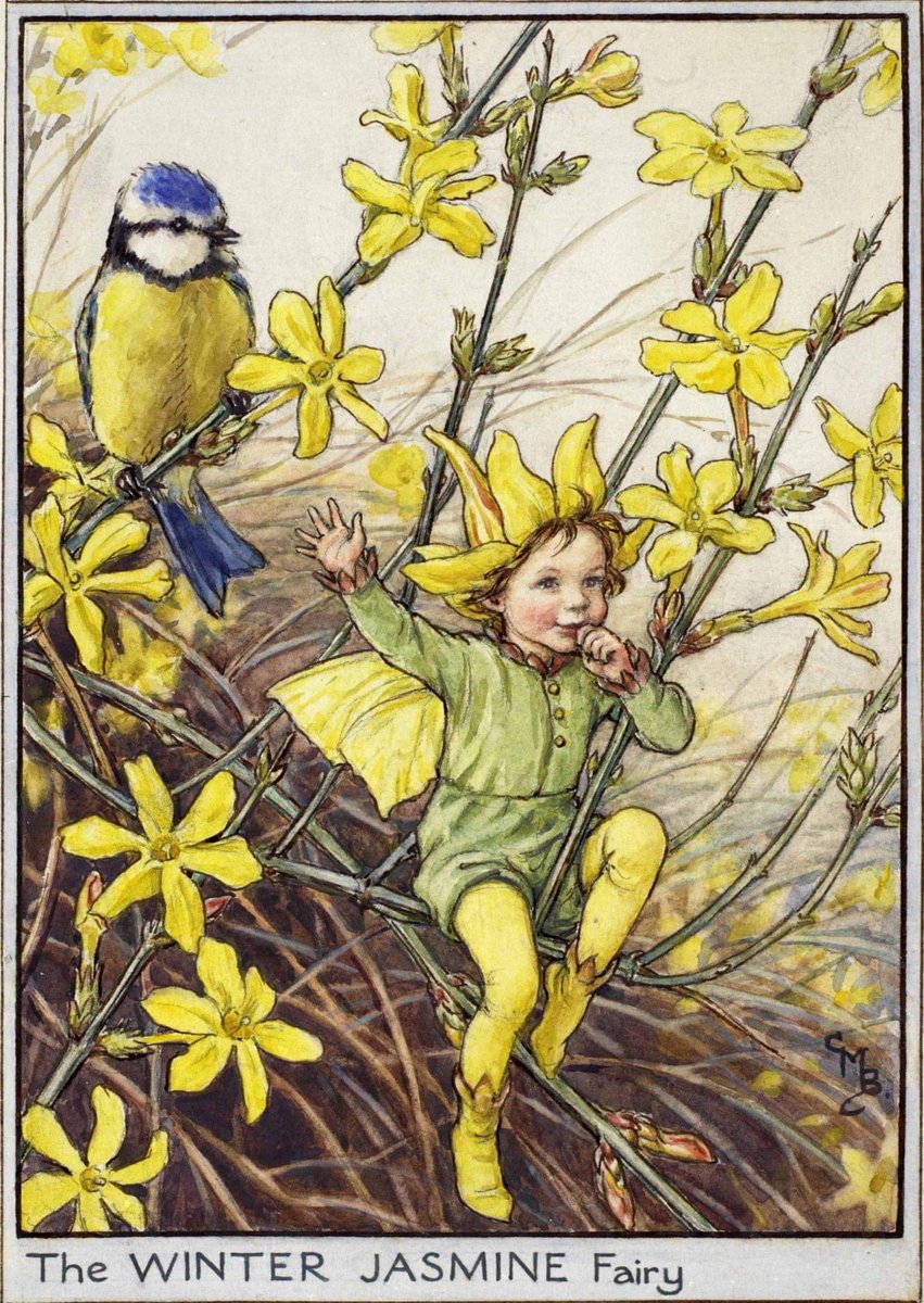 The Winter Jasmine Fairy by Cicely Mary Barker 
#winterflowers #winterjasmine #nature #cicelymarybarker