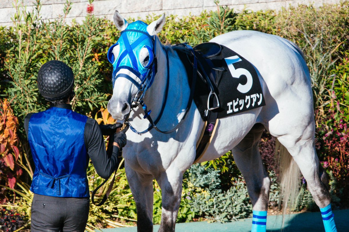 '22/11/06 東京11R #アルゼンチン共和国杯
#ディアマンミノル #荻野極
#アフリカンゴールド #トムマーカンド
#マイネルファンロン #ミルコデムーロ
#ボスジラ #クリストフルメール
#東京競馬場